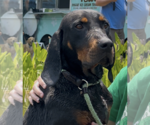 Black and Tan Coonhound-Unknown Mix Dogs for adoption in Thomasville, NC, USA