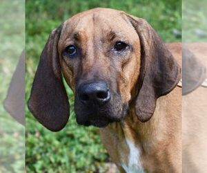 Redbone Coonhound Dogs for adoption in Nashville, IN, USA