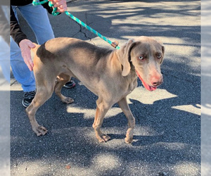 Weimaraner Dogs for adoption in Mission Viejo, CA, USA