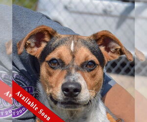 Beagle-Unknown Mix Dogs for adoption in Huntley, IL, USA
