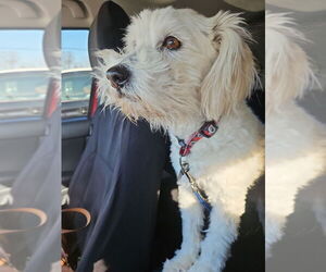 Poodle (Miniature)-Unknown Mix Dogs for adoption in Virginia Beach, VA, USA