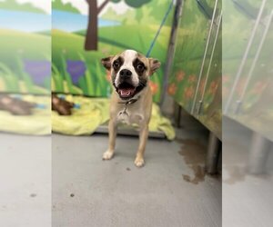 Boston Terrier Dogs for adoption in Waco, TX, USA