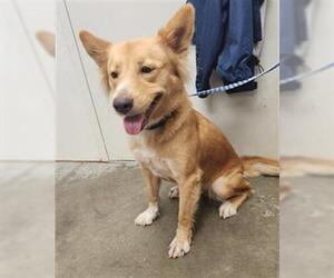 Border Collie-Unknown Mix Dogs for adoption in Rosenberg, TX, USA