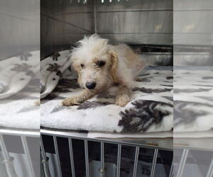 Mutt Dogs for adoption in Linton, IN, USA