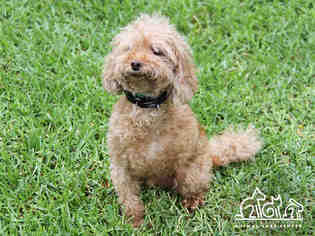 Poodle (Toy) Dogs for adoption in Irvine, CA, USA