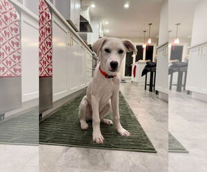 Anatolian Shepherd-Unknown Mix Dogs for adoption in Westwood, NJ, USA