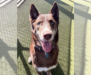 Australian Kelpie-Unknown Mix Dogs for adoption in Monkton, MD, USA