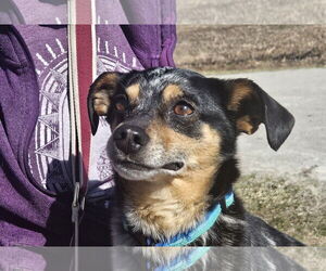 Chihuahua-Unknown Mix Dogs for adoption in Wheaton, IL, USA
