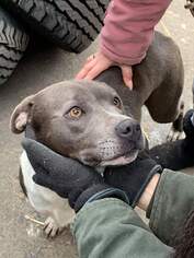 American Pit Bull Terrier-American Staffordshire Terrier Mix Dogs for adoption in Northville, MI, USA