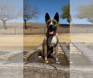 Akita-Australian Kelpie Mix Dogs for adoption in Chandler, AZ, USA