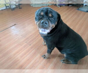 Rottweiler Dogs for adoption in Orange Grove, TX, USA