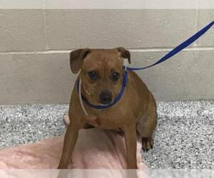 Chiweenie Dogs for adoption in Conroe, TX, USA