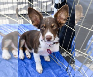 Australian Shepherd-Chihuahua Mix Dogs for adoption in Wakefield, RI, USA