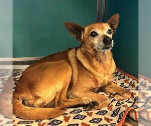 Chihuahua-Unknown Mix Dogs for adoption in San Antonio, TX, USA