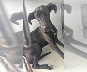 Labrador Retriever Dogs for adoption in Houston, TX, USA