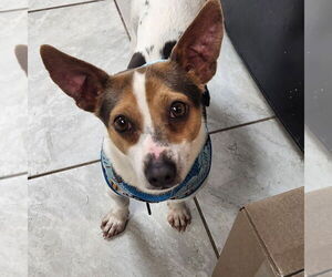 Jack Chi Dogs for adoption in Walnutport, PA, USA