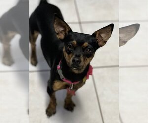 Chipin Dogs for adoption in Phoenix, AZ, USA