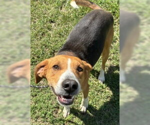 Treeing Walker Coonhound Dogs for adoption in Glen Allen, VA, USA