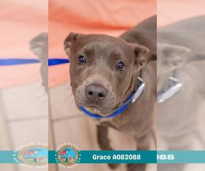 American Bulldog-Unknown Mix Dogs for adoption in Mobile, AL, USA