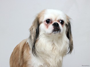 Small Japanese Chin