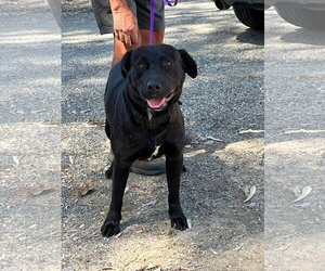 Labrador Retriever-Unknown Mix Dogs for adoption in San Diego, CA, USA