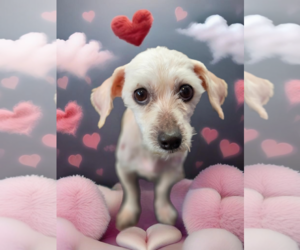 Maltese Dogs for adoption in Phelan, CA, USA