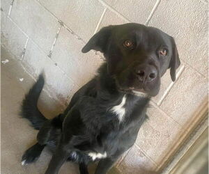 Borador Dogs for adoption in San Diego, CA, USA