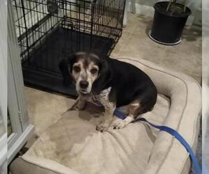 Bagle Hound Dogs for adoption in Doylestown, PA, USA