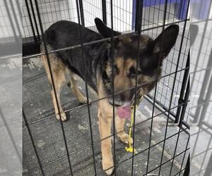 German Shepherd Dog Dogs for adoption in Bakersfield, CA, USA
