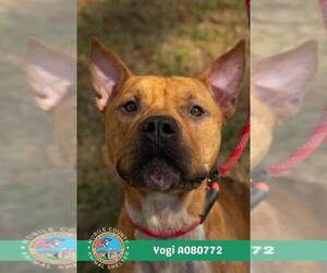 Bulldog Dogs for adoption in Mobile, AL, USA