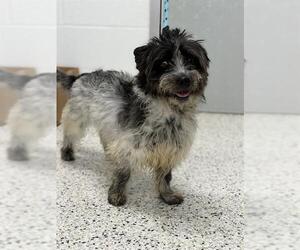 Care-Tzu Dogs for adoption in Canfield, OH, USA