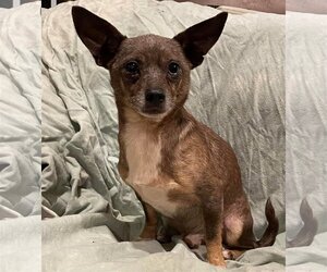 Chihuahua-Unknown Mix Dogs for adoption in Ocean Springs, MS, USA