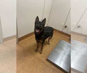 German Shepherd Dog Dogs for adoption in Sacramento, CA, USA