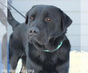 Retriever -Rottweiler Mix Dogs for adoption in Cheyenne, WY, USA