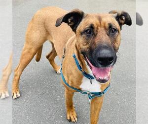 Black Mouth Cur-Unknown Mix Dogs for adoption in Alameda, CA, USA