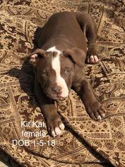 American Pit Bull Terrier-Unknown Mix Dogs for adoption in Ola, AR, USA