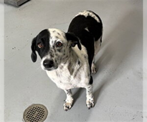 Labrador Retriever Dogs for adoption in Corpus Christi, TX, USA