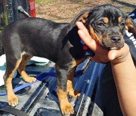 Miniature Bulldog Dogs for adoption in Decatur, GA, USA