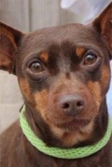 Miniature Pinscher Dogs for adoption in Pottstown, PA, USA