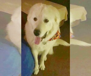 Great Pyrenees-Unknown Mix Dogs for adoption in Tehachapi, CA, USA