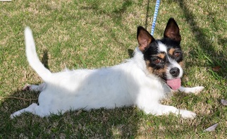 Jack Russell Terrier Dogs for adoption in New Iberia, LA, USA