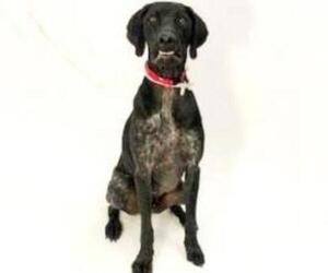 German Shorthaired Pointer Dogs for adoption in Show Low, AZ, USA
