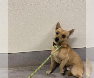 Chihuahua Dogs for adoption in Modesto, CA, USA