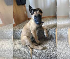 Dutch Shepherd -Unknown Mix Dogs for adoption in Imlay City, MI, USA