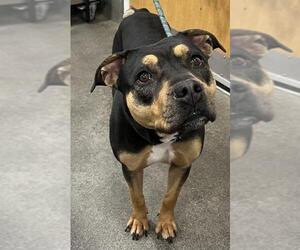 Shepweiller Dogs for adoption in Forestville, MD, USA
