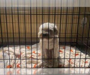 Poodle (Miniature)-Unknown Mix Dogs for adoption in Tracy, CA, USA