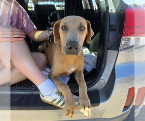Labrador Retriever-Unknown Mix Dogs for adoption in Stockton, CA, USA