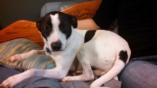 Jack Russell Terrier-Unknown Mix Dogs for adoption in Cincinnati, OH, USA