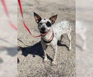 Mutt Dogs for adoption in Pleasanton, TX, USA