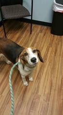 Beagle-English Foxhound Mix Dogs for adoption in Sanderson, FL, USA